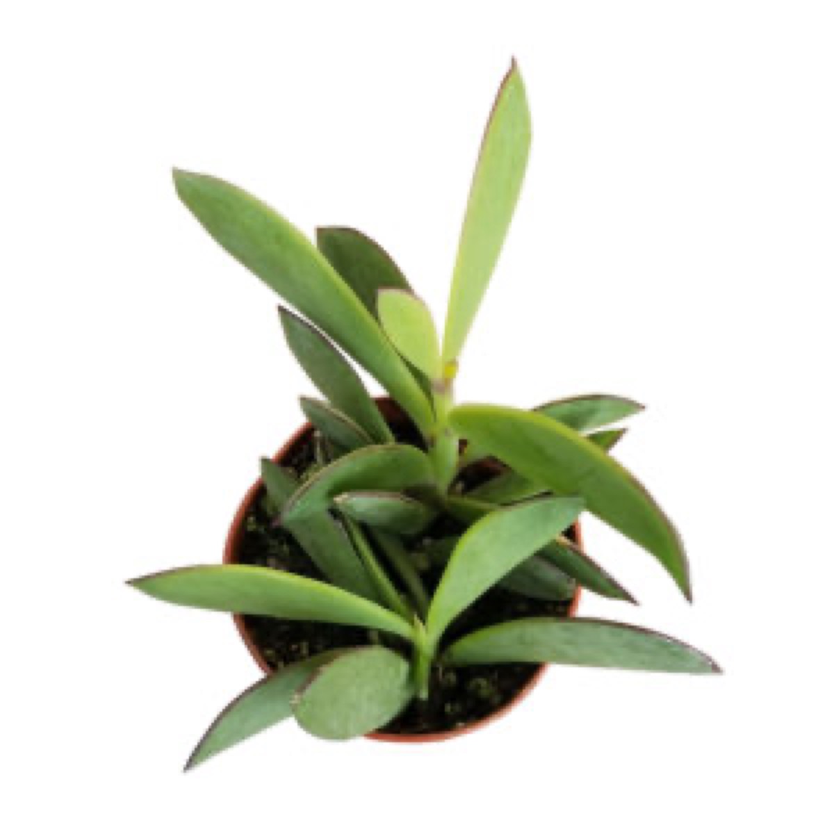Propeller Plant