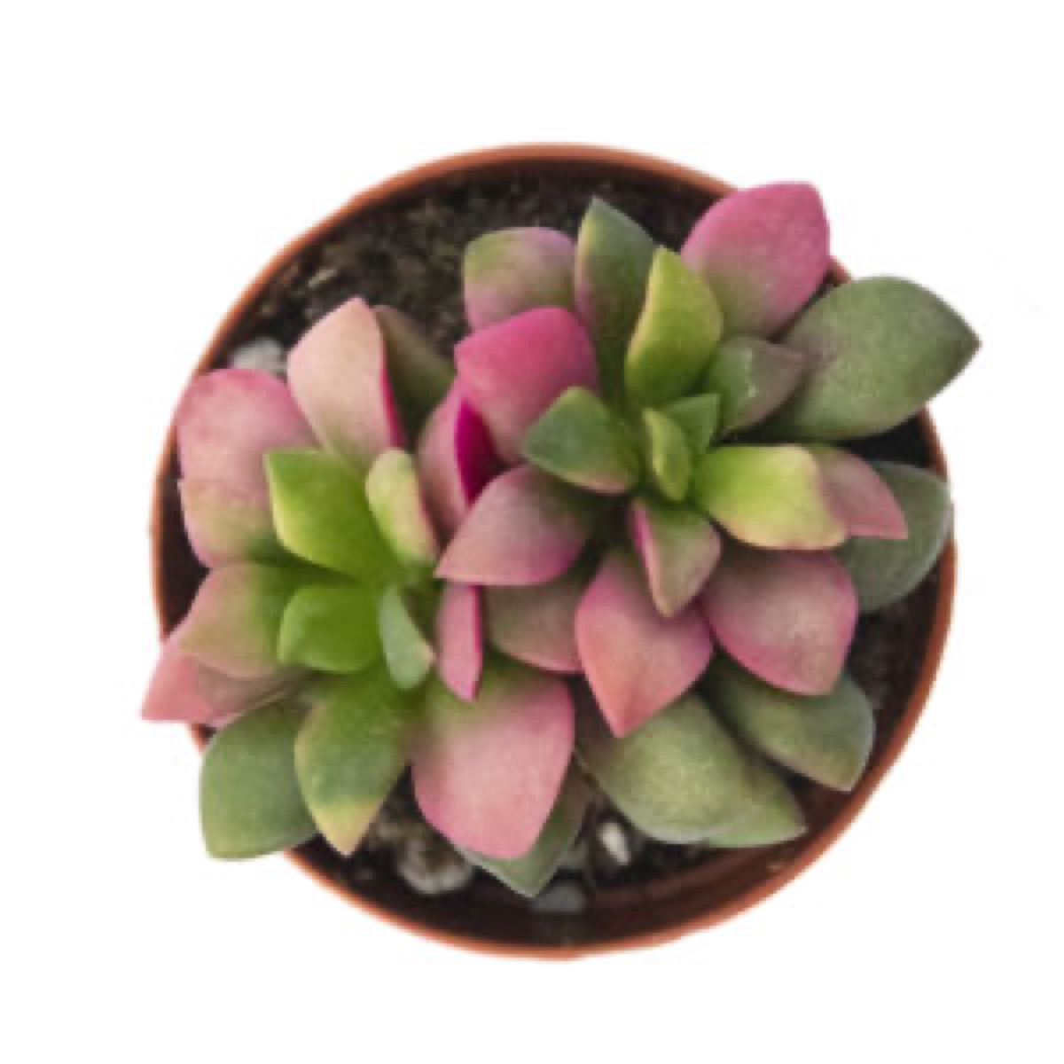 Rainbow Sand Rose