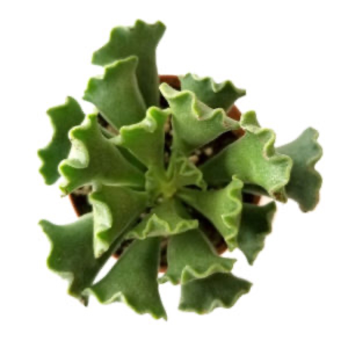 Ravioli Plant
