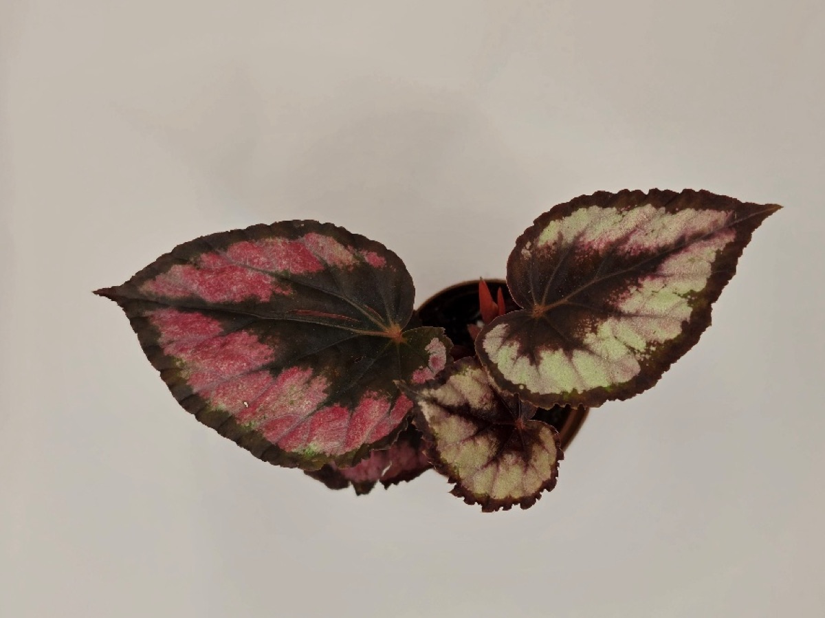 Rex Begonia