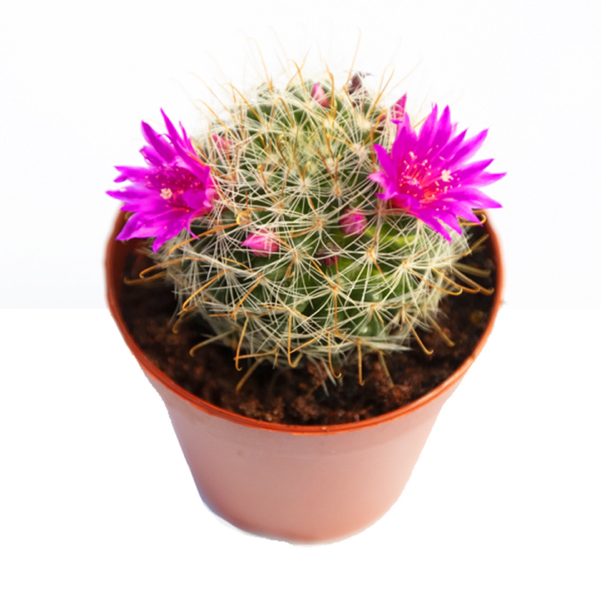 Rose Pincushion Cactus