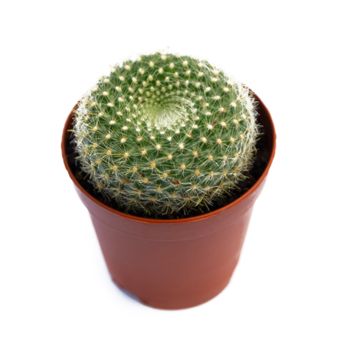 Scarlet Ball Cactus