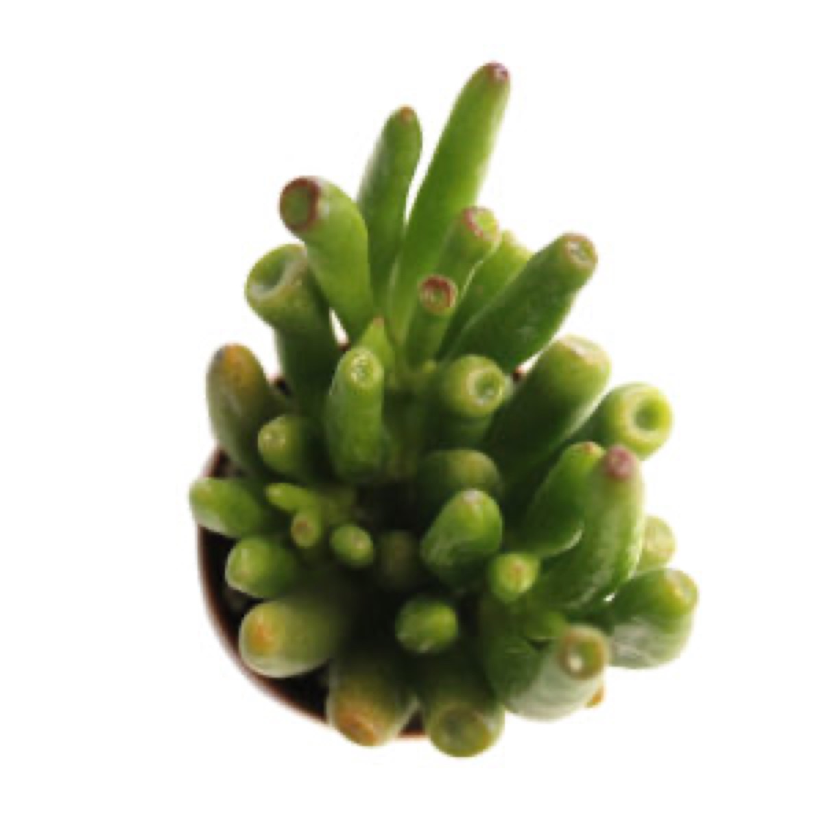 Shrek Ears