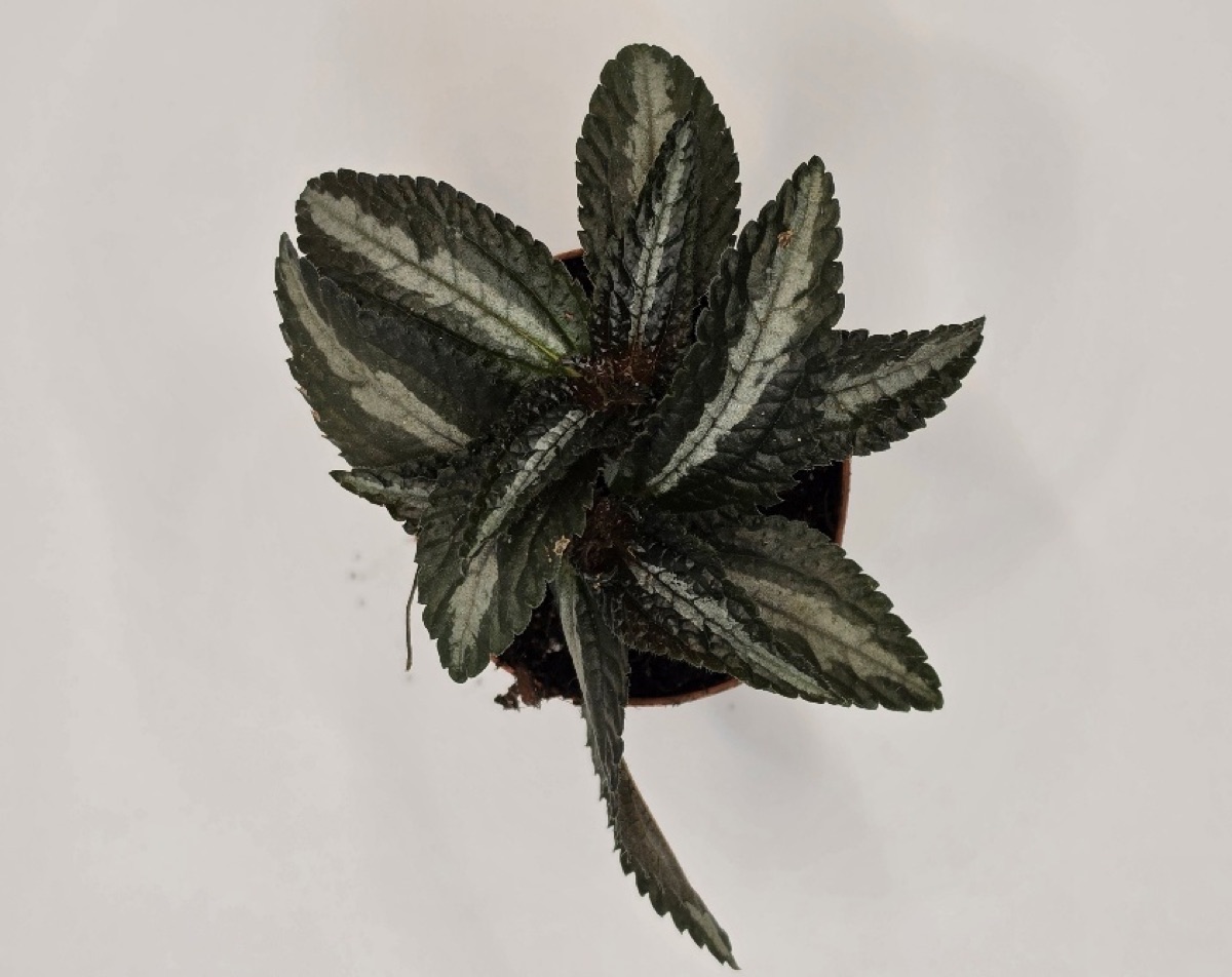 Silver Tree Pilea