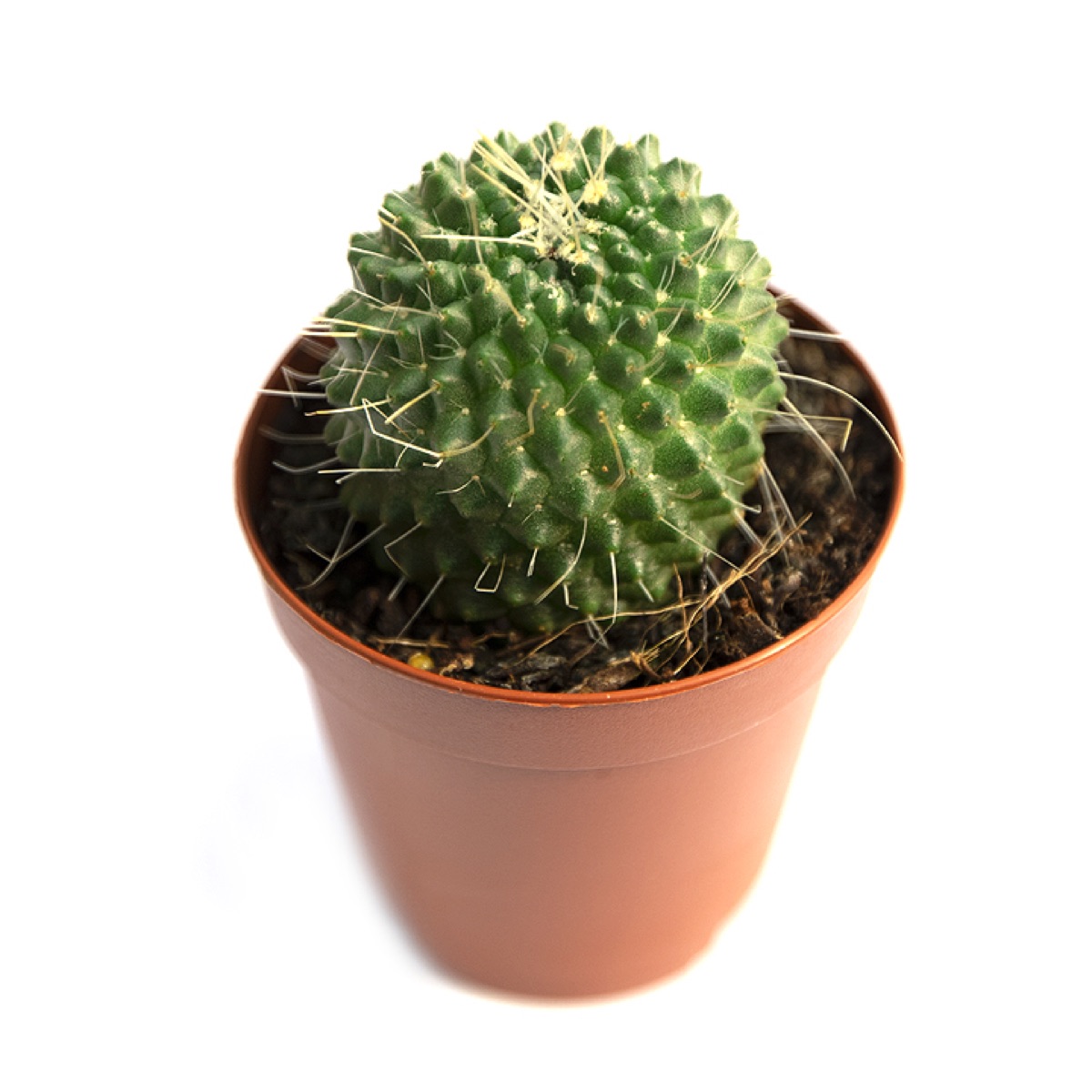 Spiny Pincushion Cactus