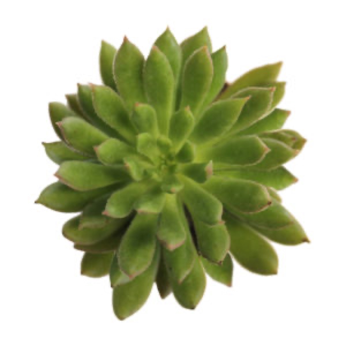Spruce Oliver