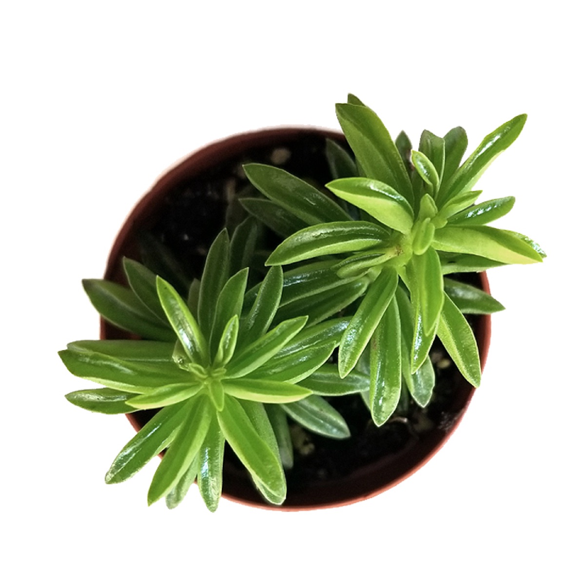 Taco Leaf Plant