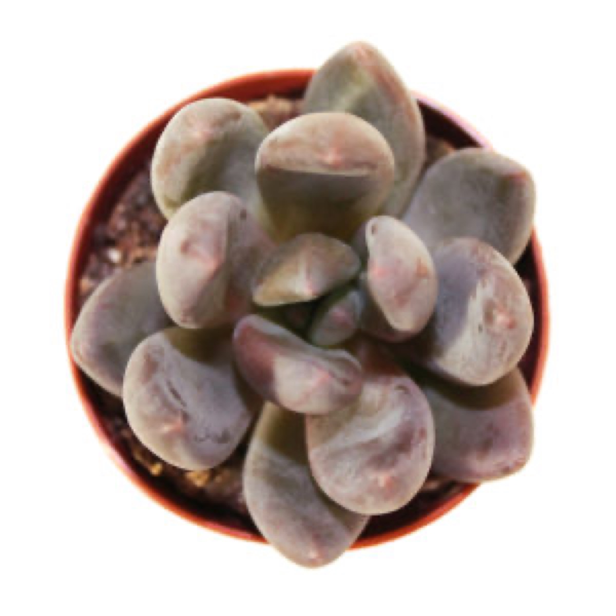 Tolimanensis