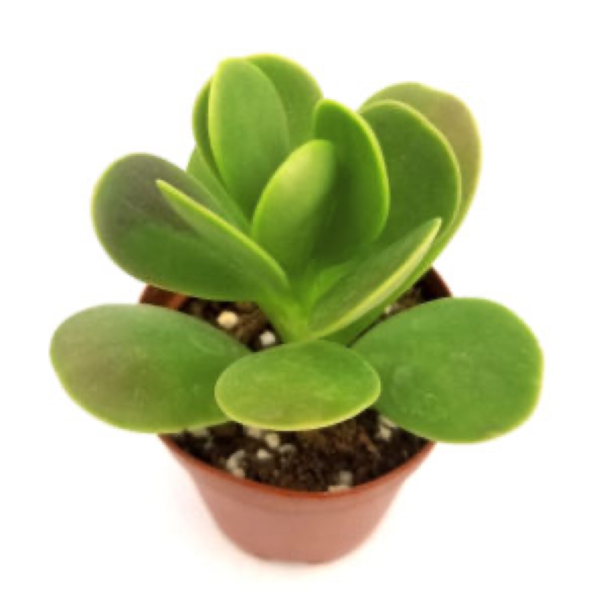 Trailing Jade