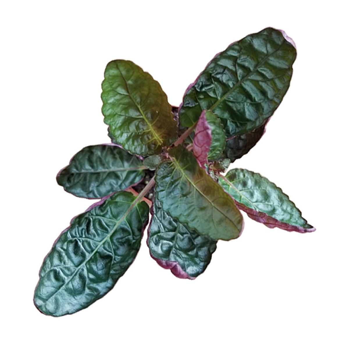 Waffle Plant
