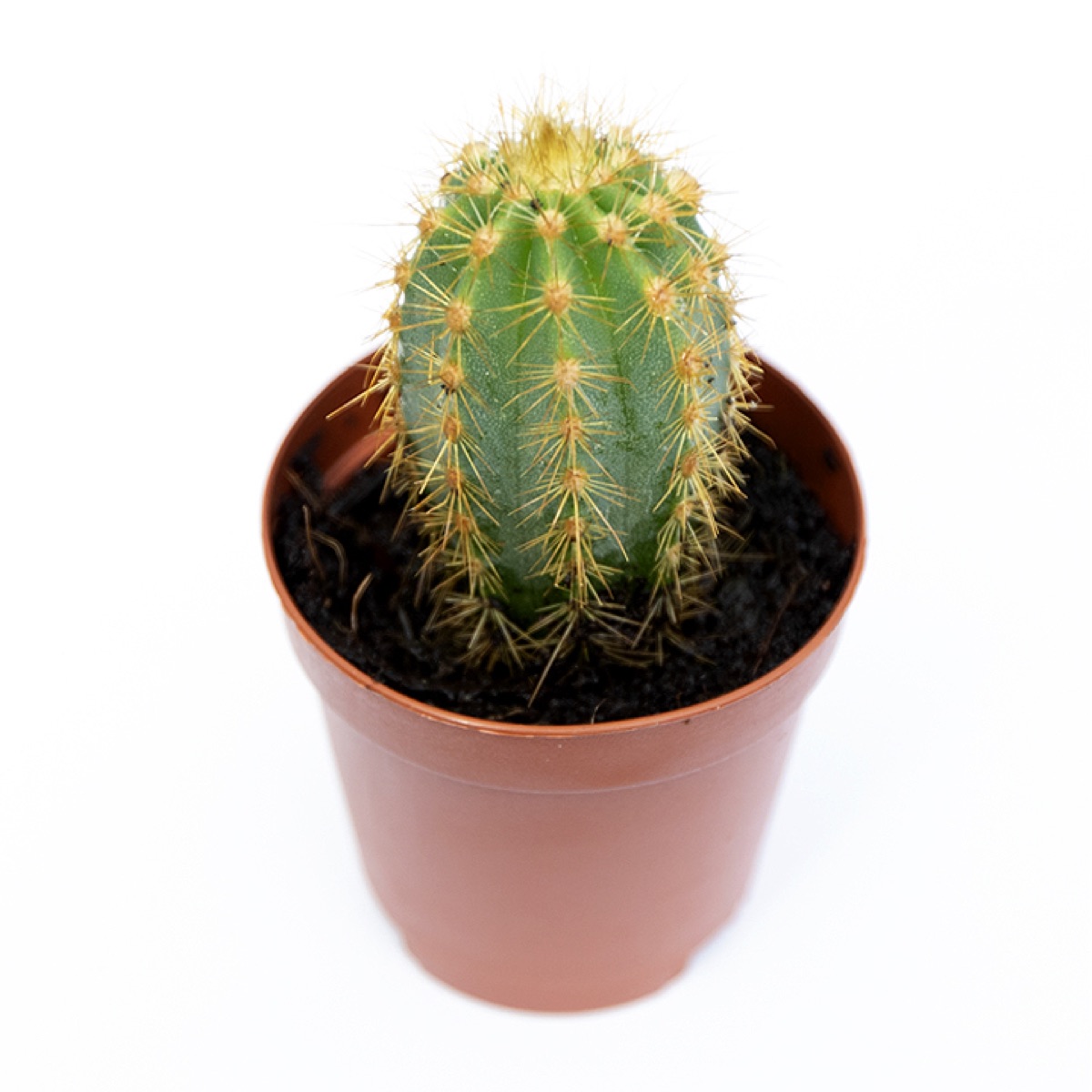 Woolly Cactus