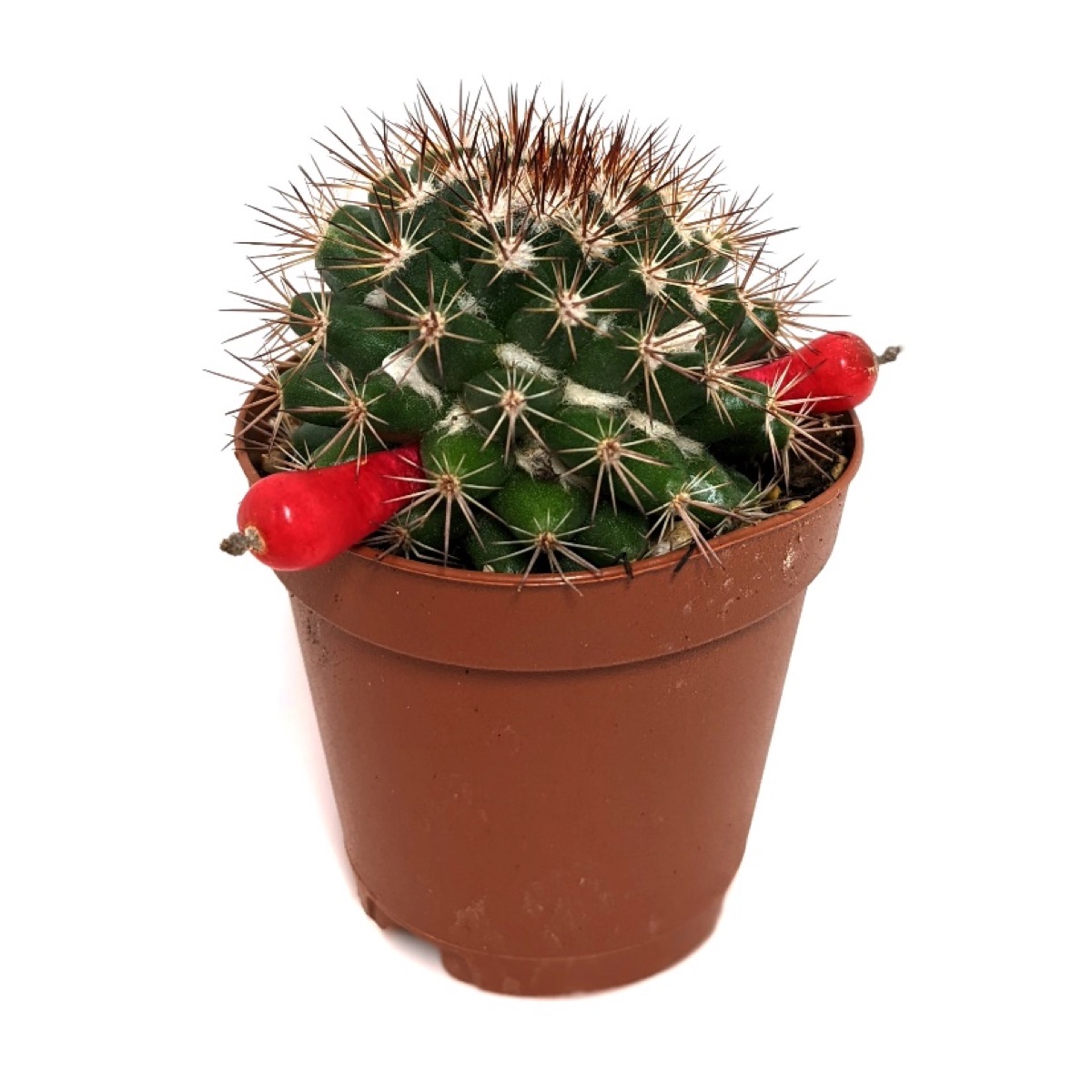 Woolly Nipple Cactus