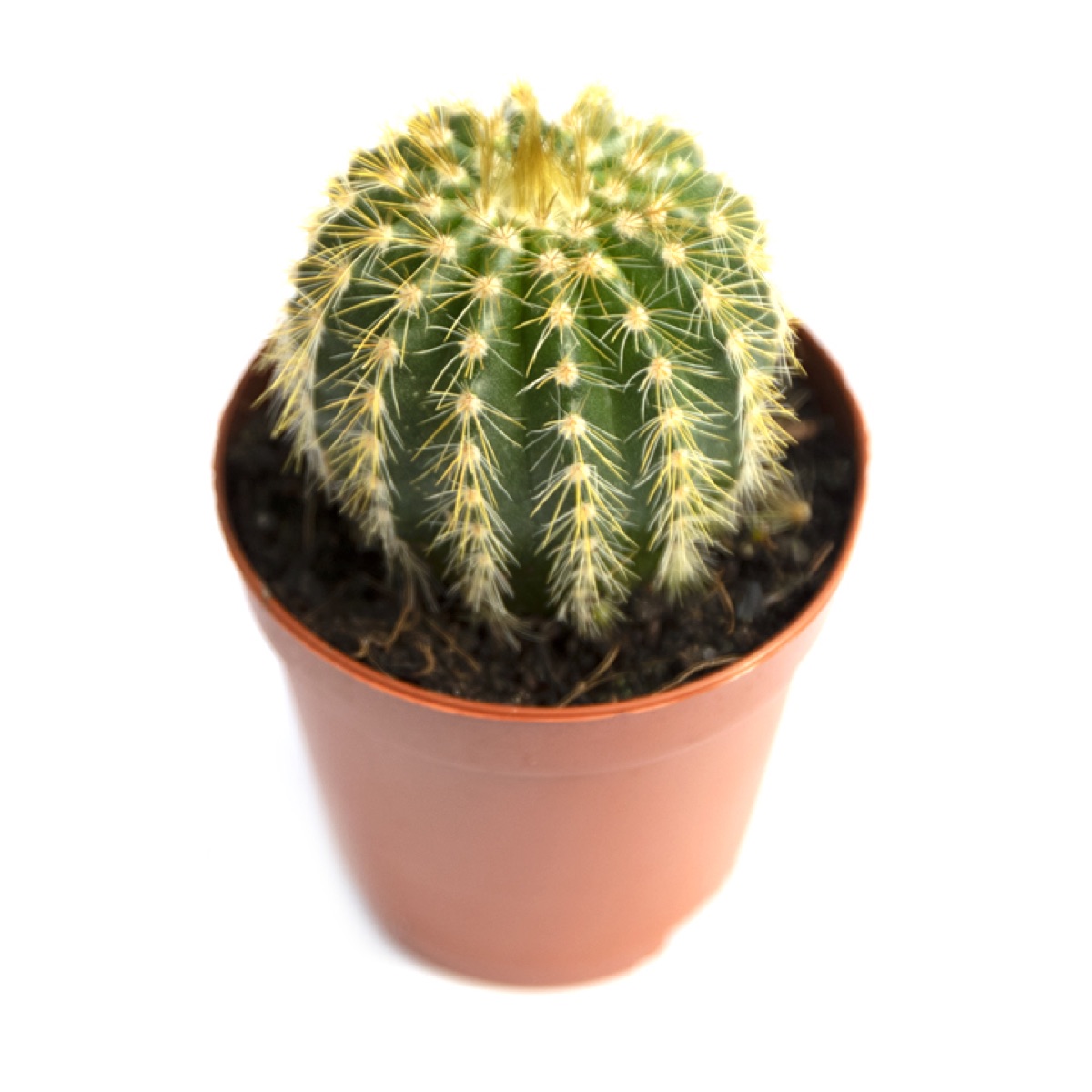Yellow Tower Cactus
