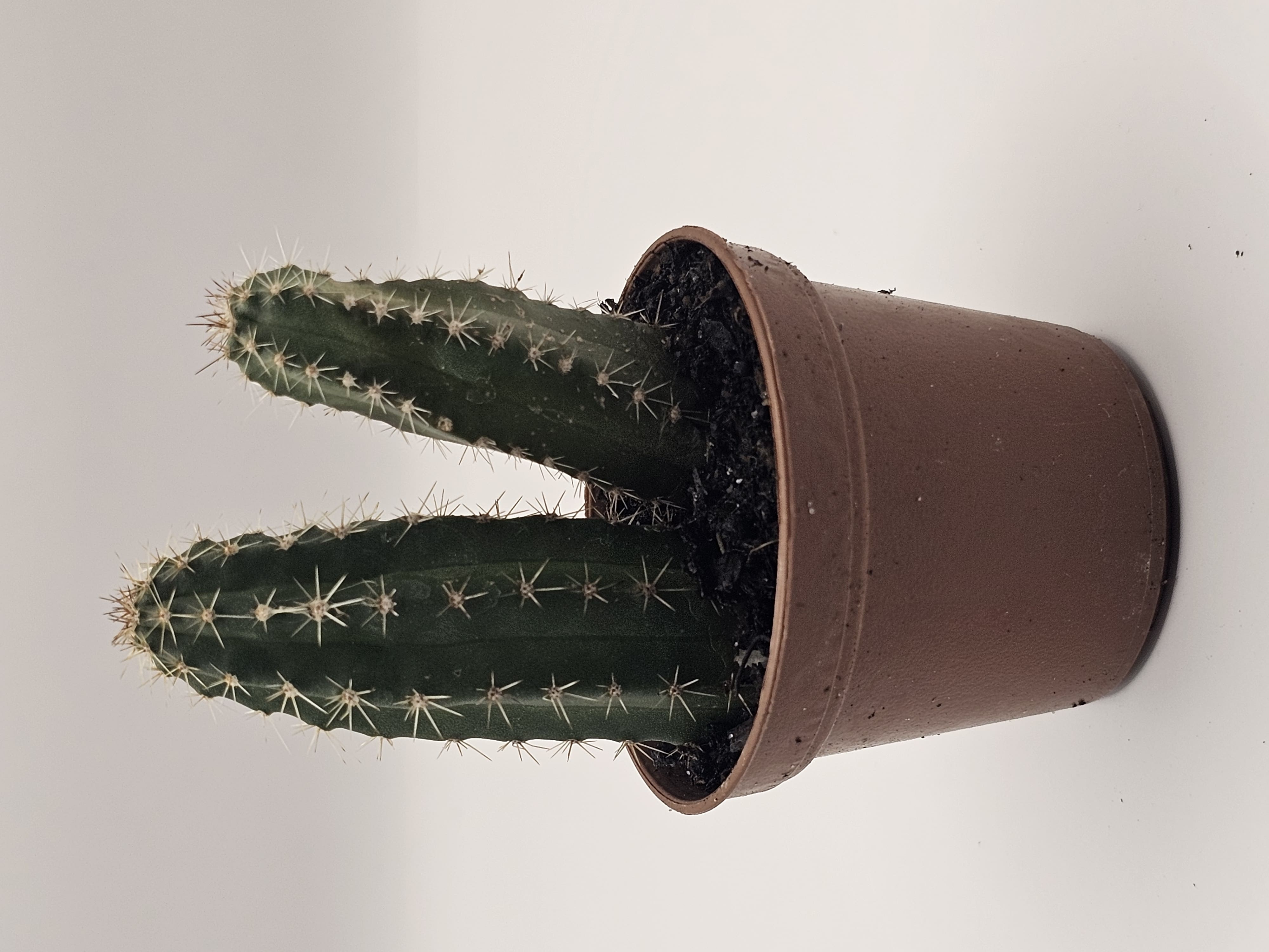 Hug a Cactus