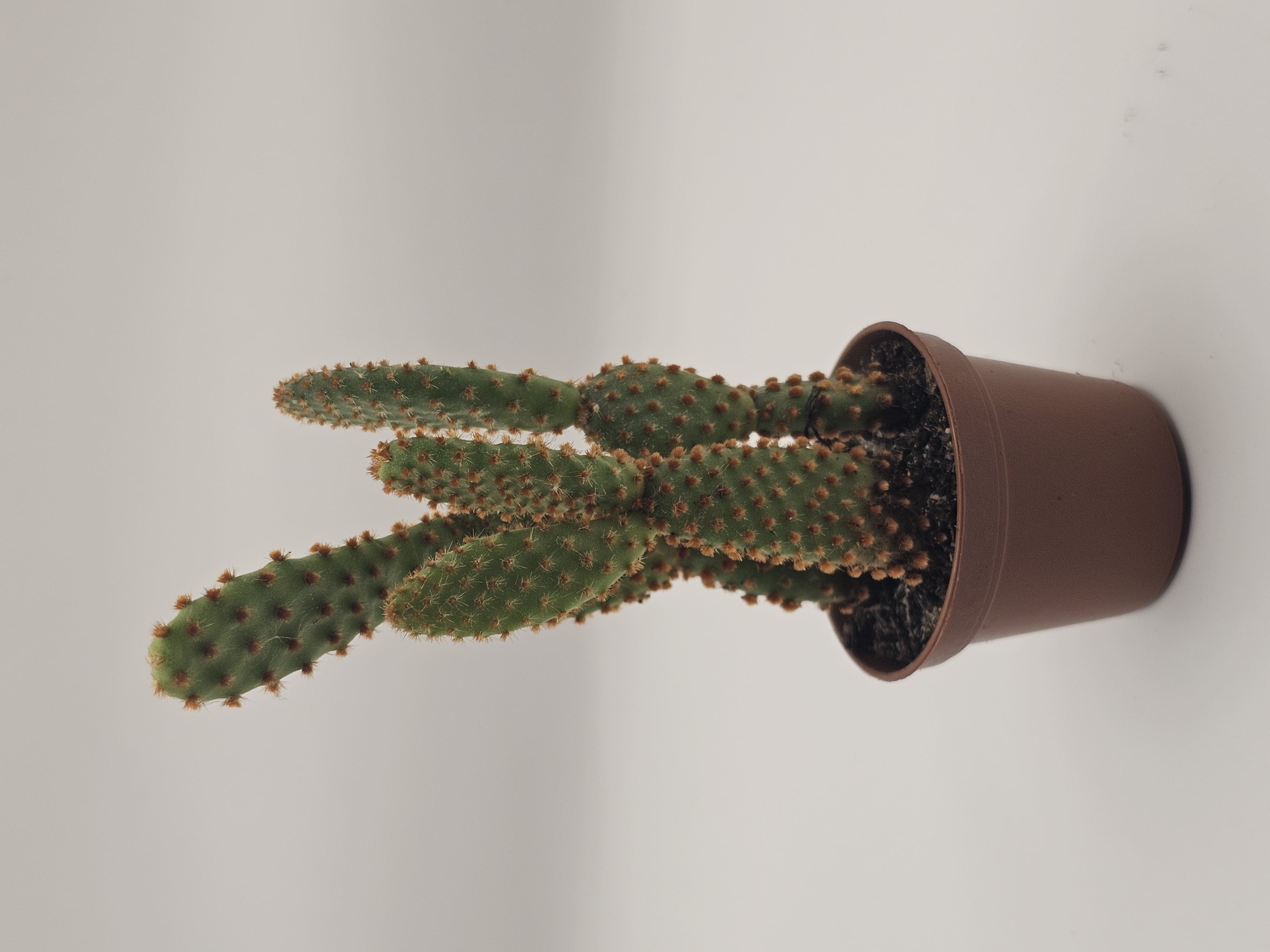 Hug a Cactus
