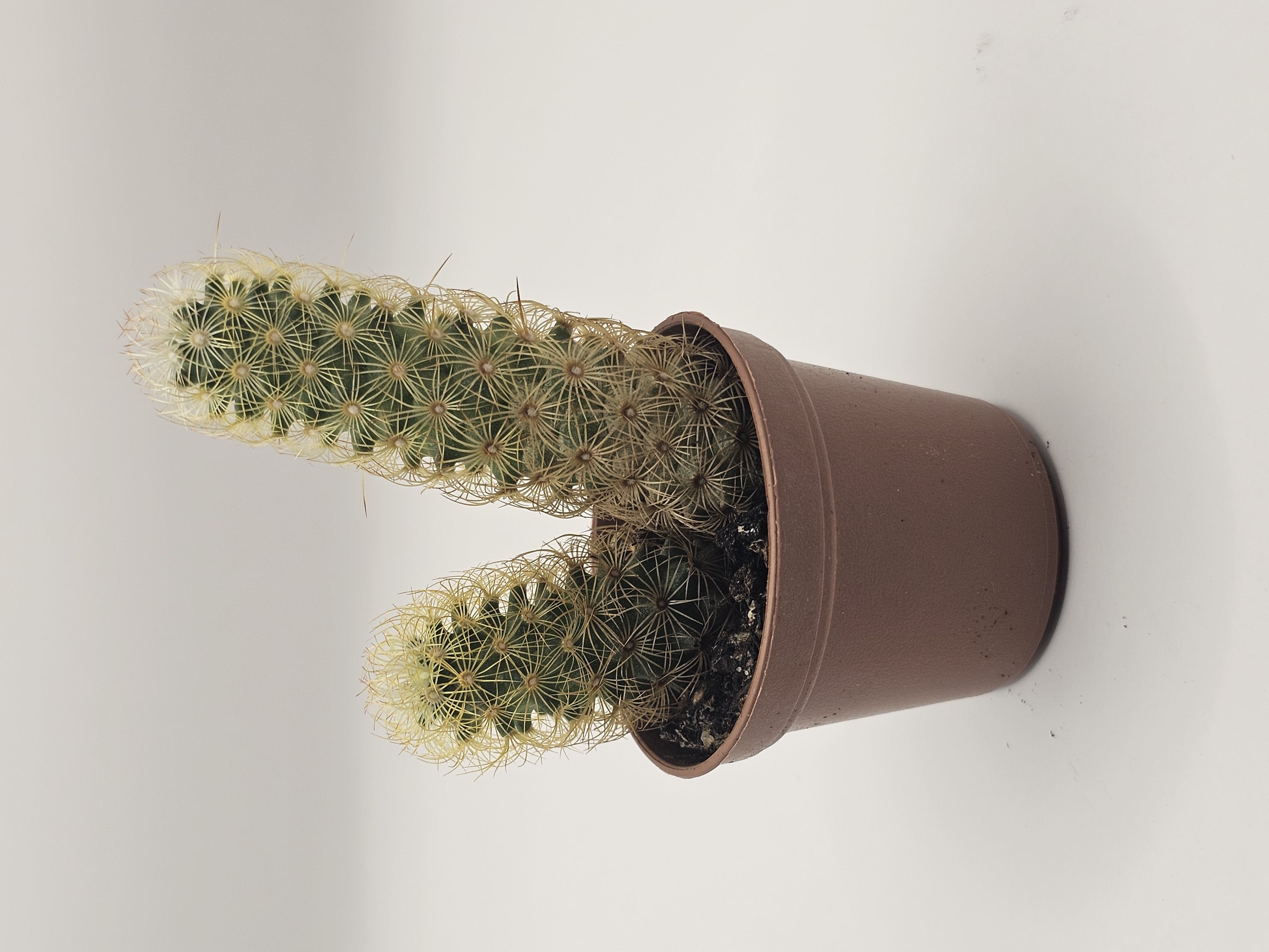 Hug a Cactus
