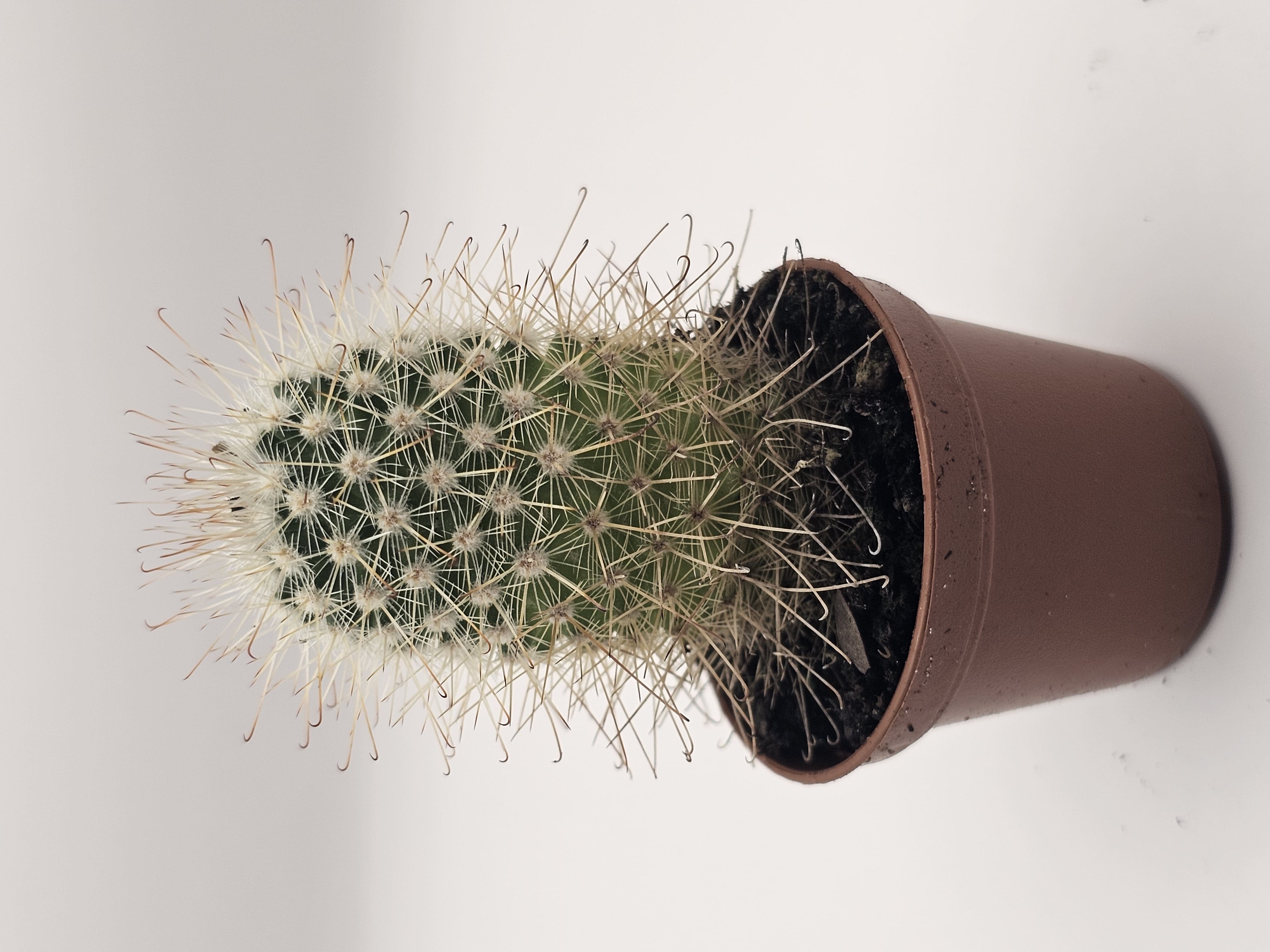 Hug a Cactus