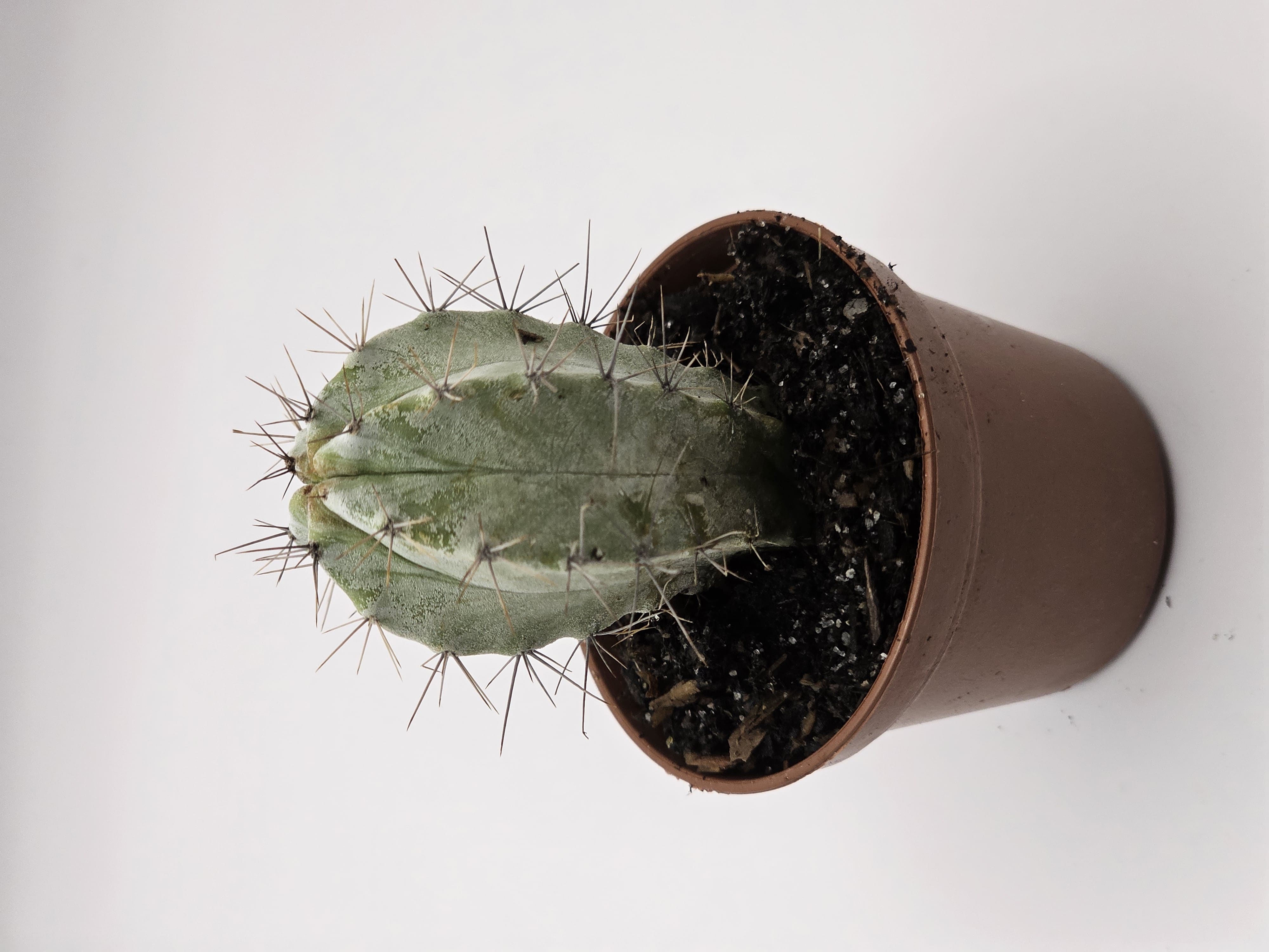 Hug a Cactus