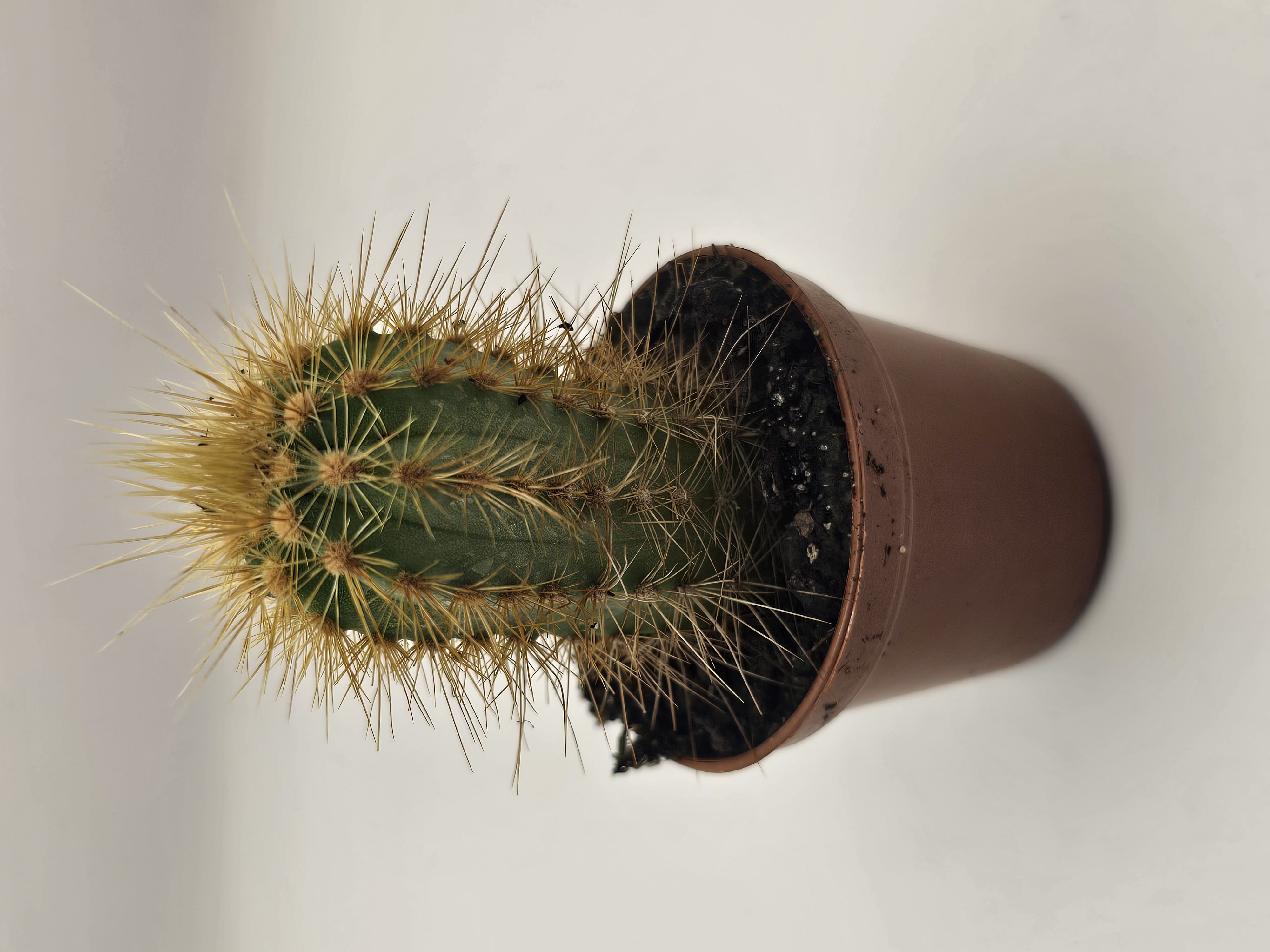 Hug a Cactus