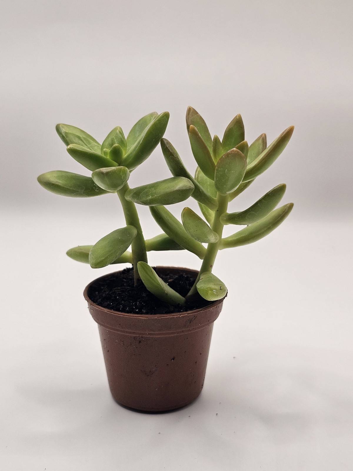 Hug a Succulent