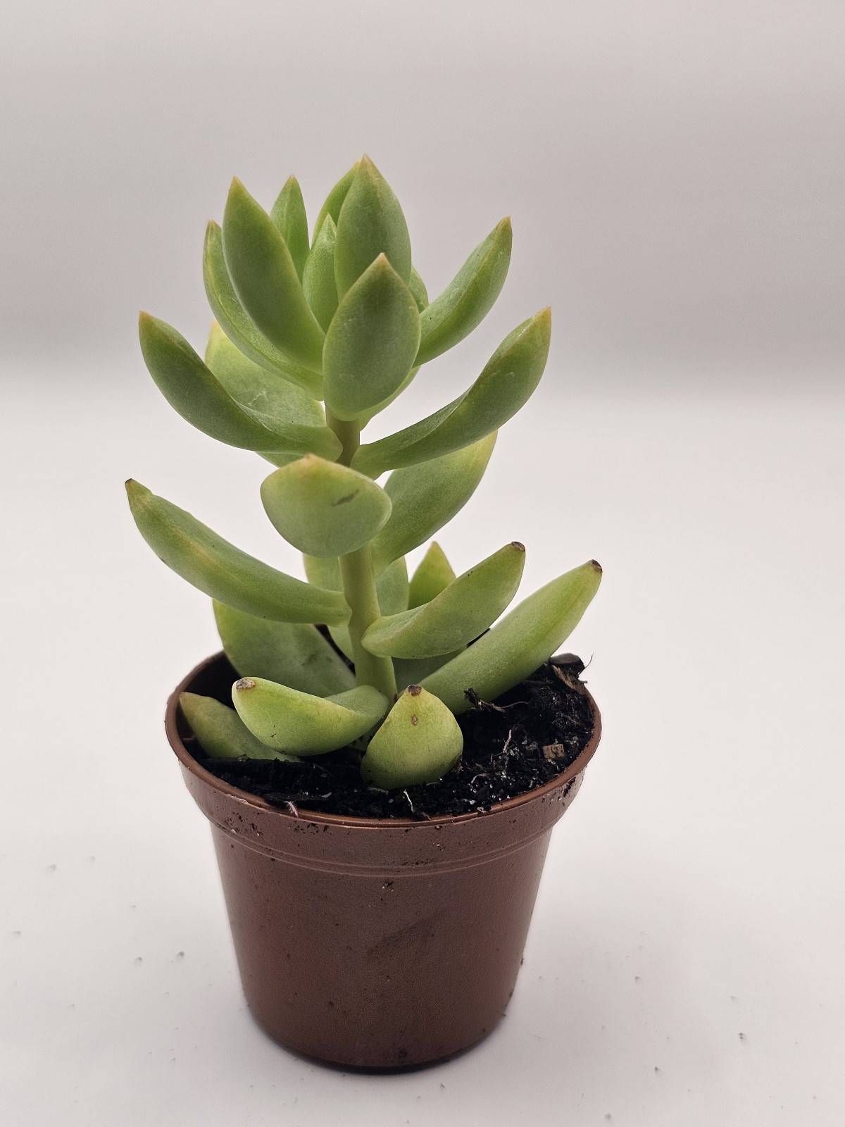 Hug a Succulent