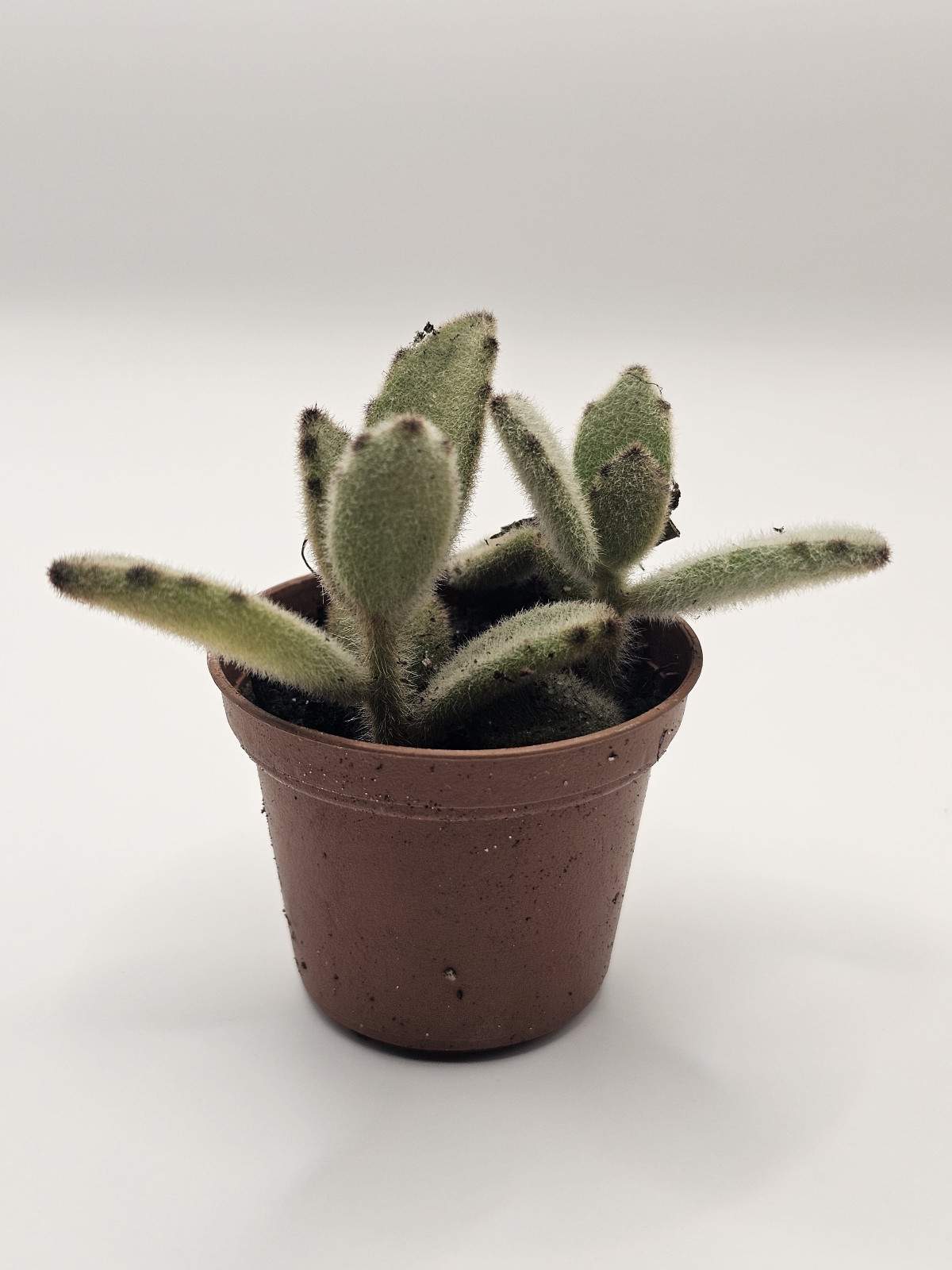 Hug a Succulent