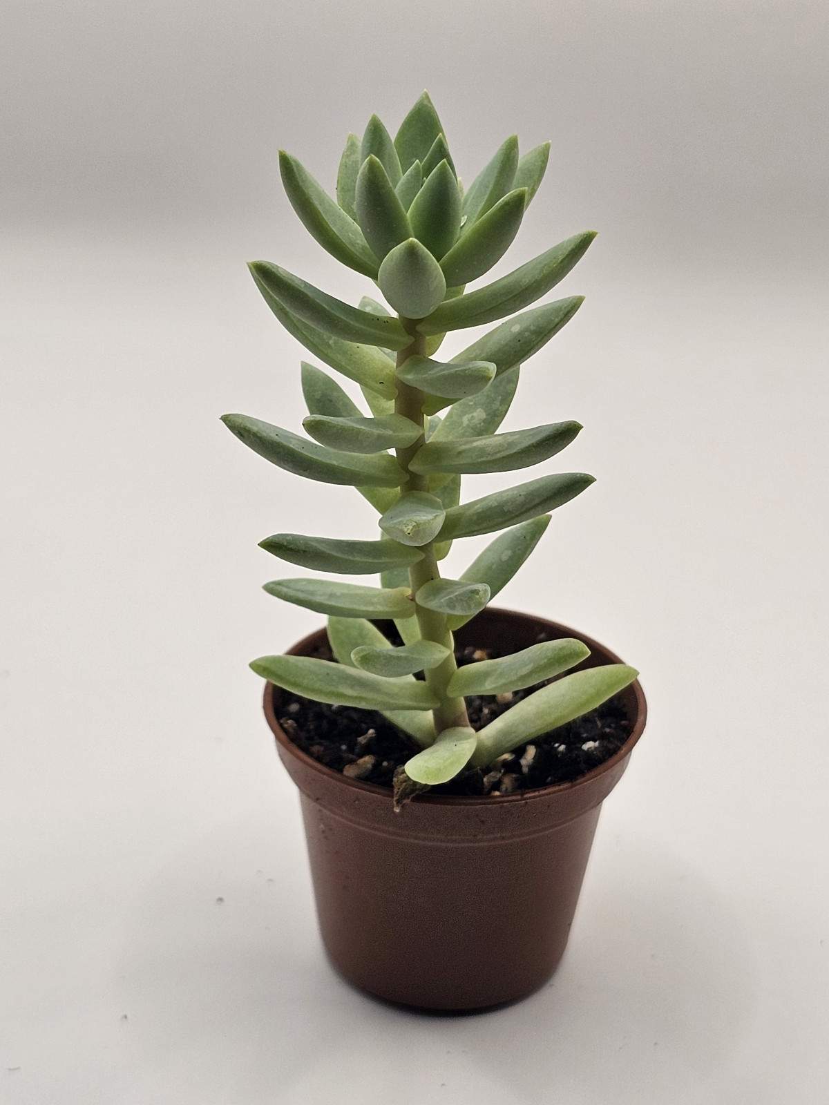Hug a Succulent