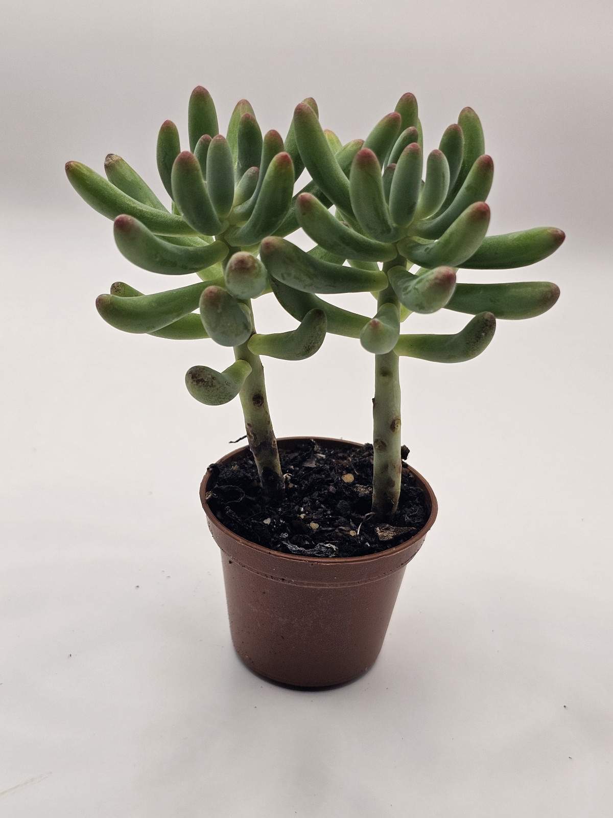 Hug a Succulent