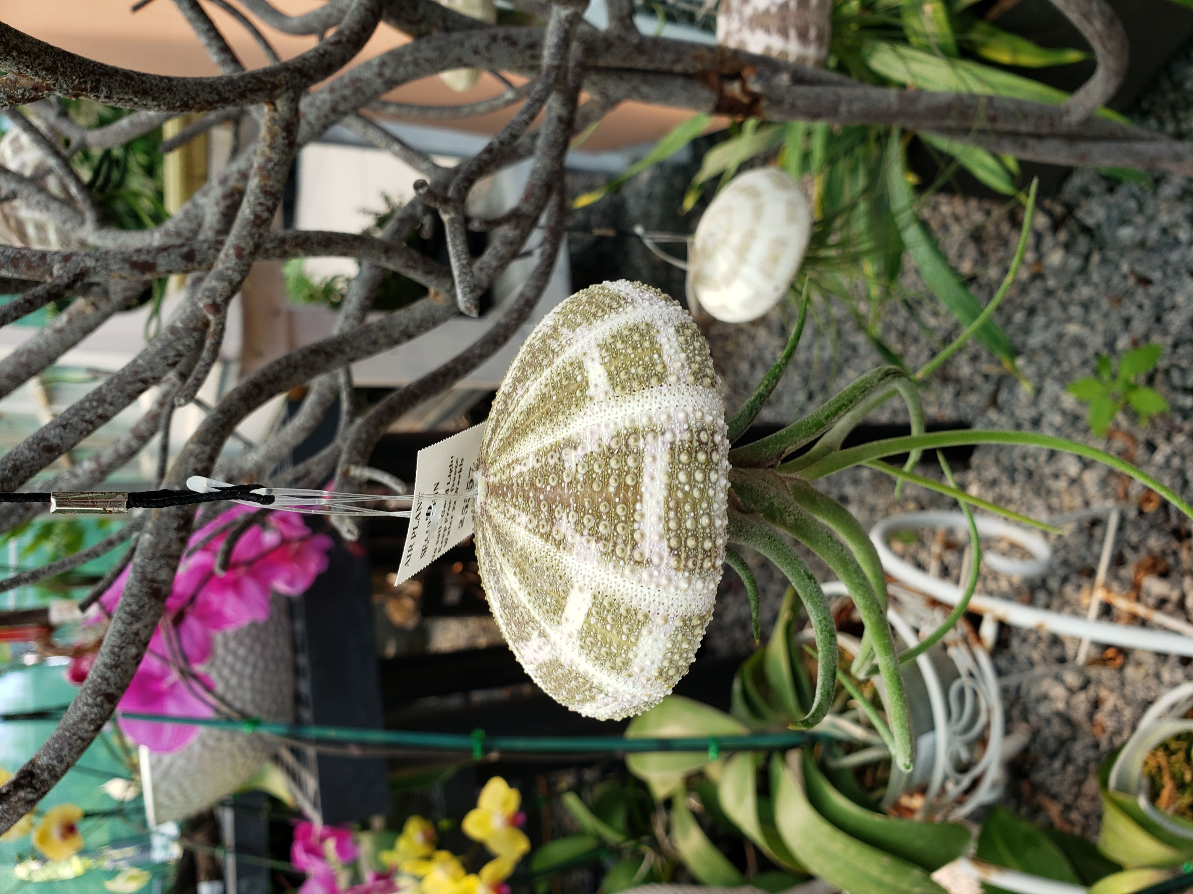 Jellyfish Air Plant