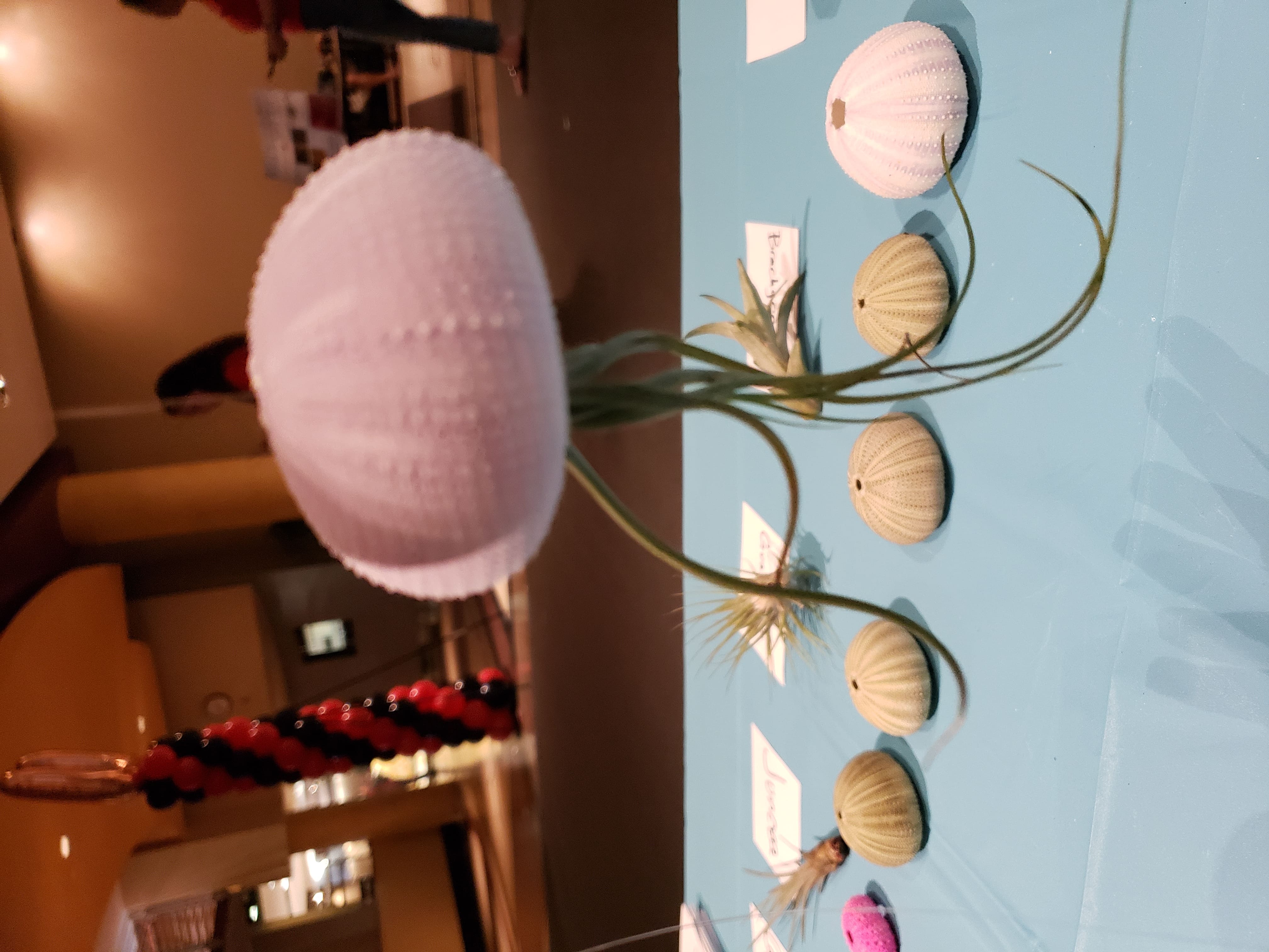 Jellyfish Air Plant