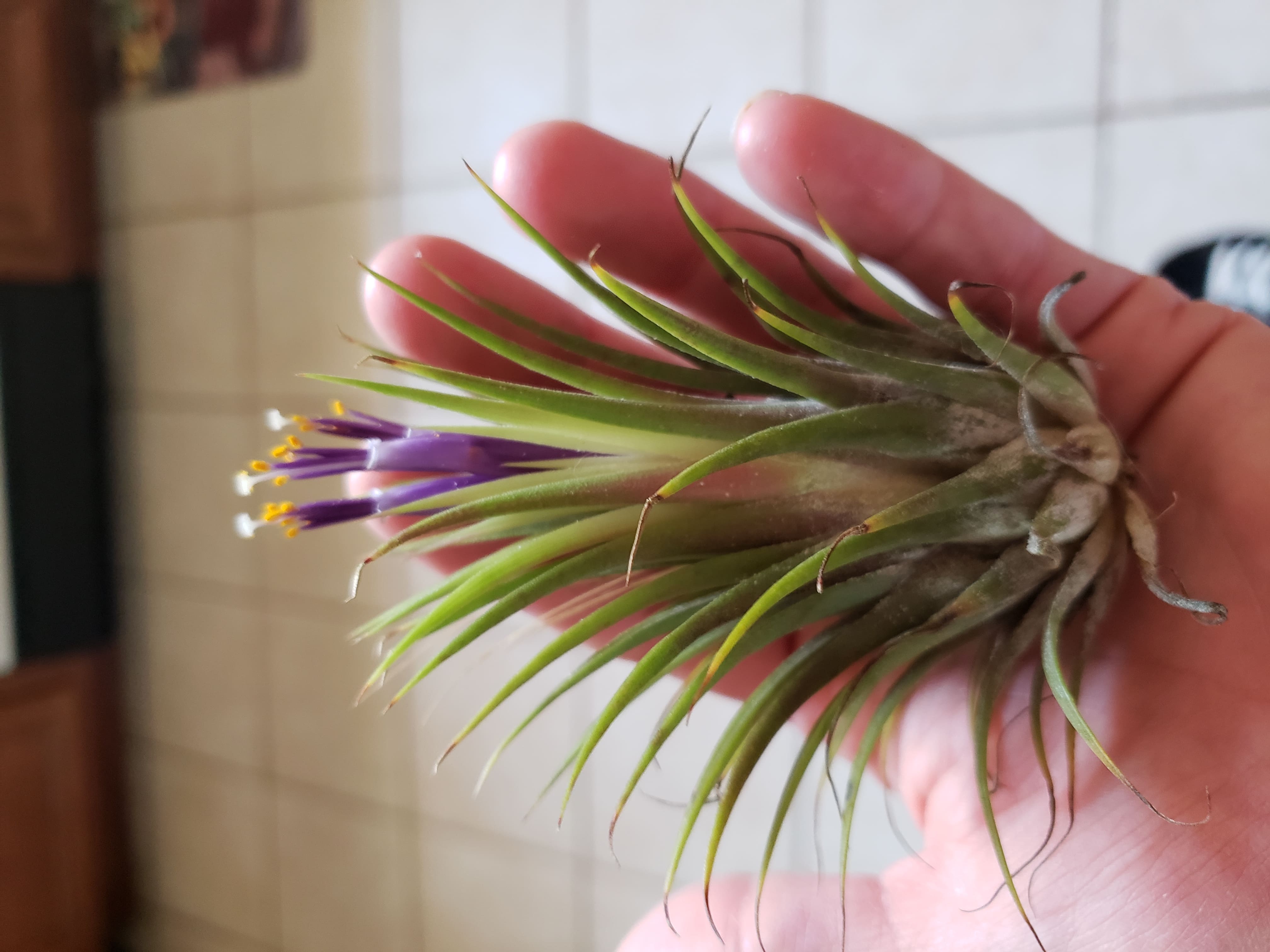Jellyfish Air Plant