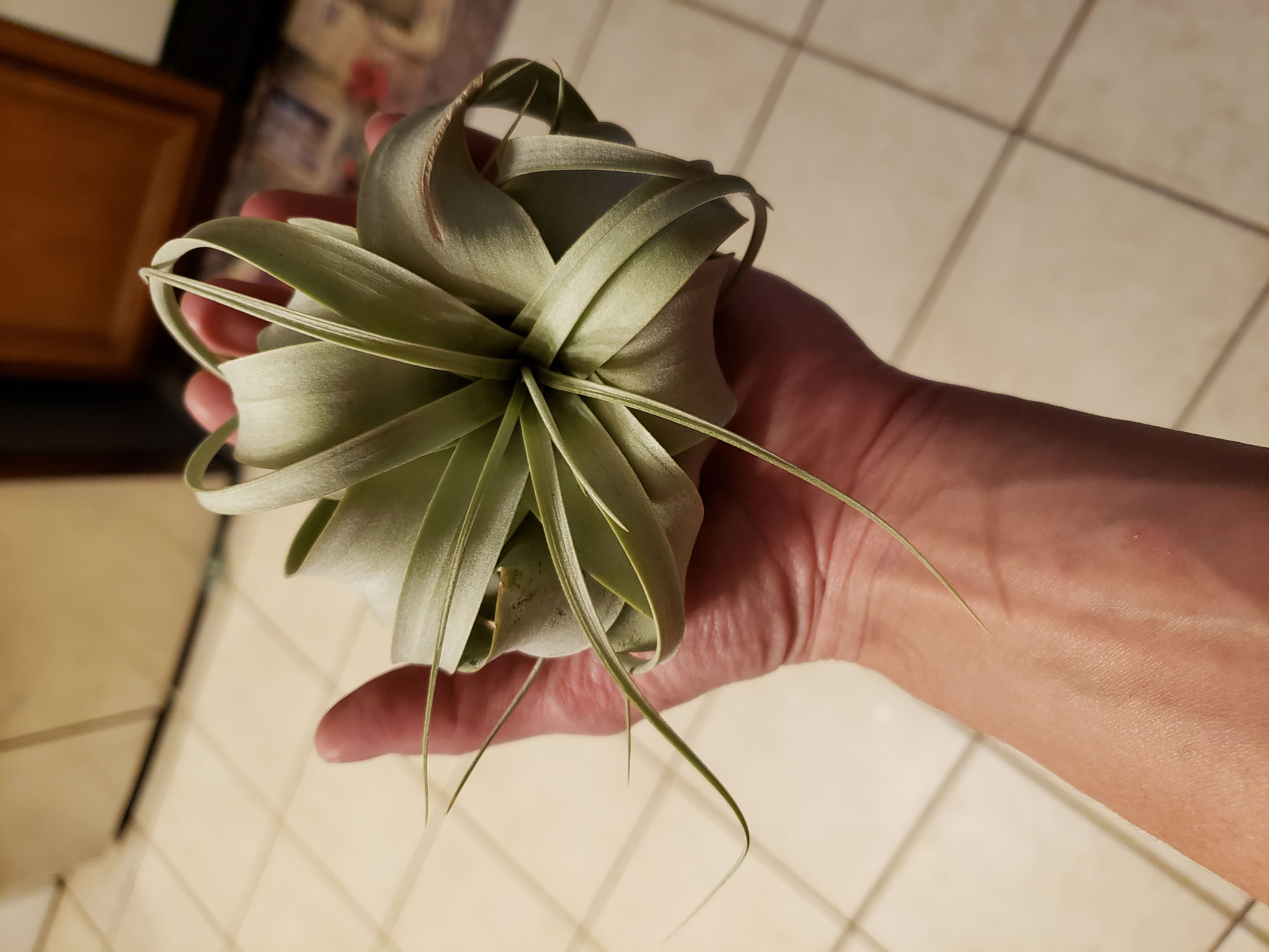 Jellyfish Air Plant