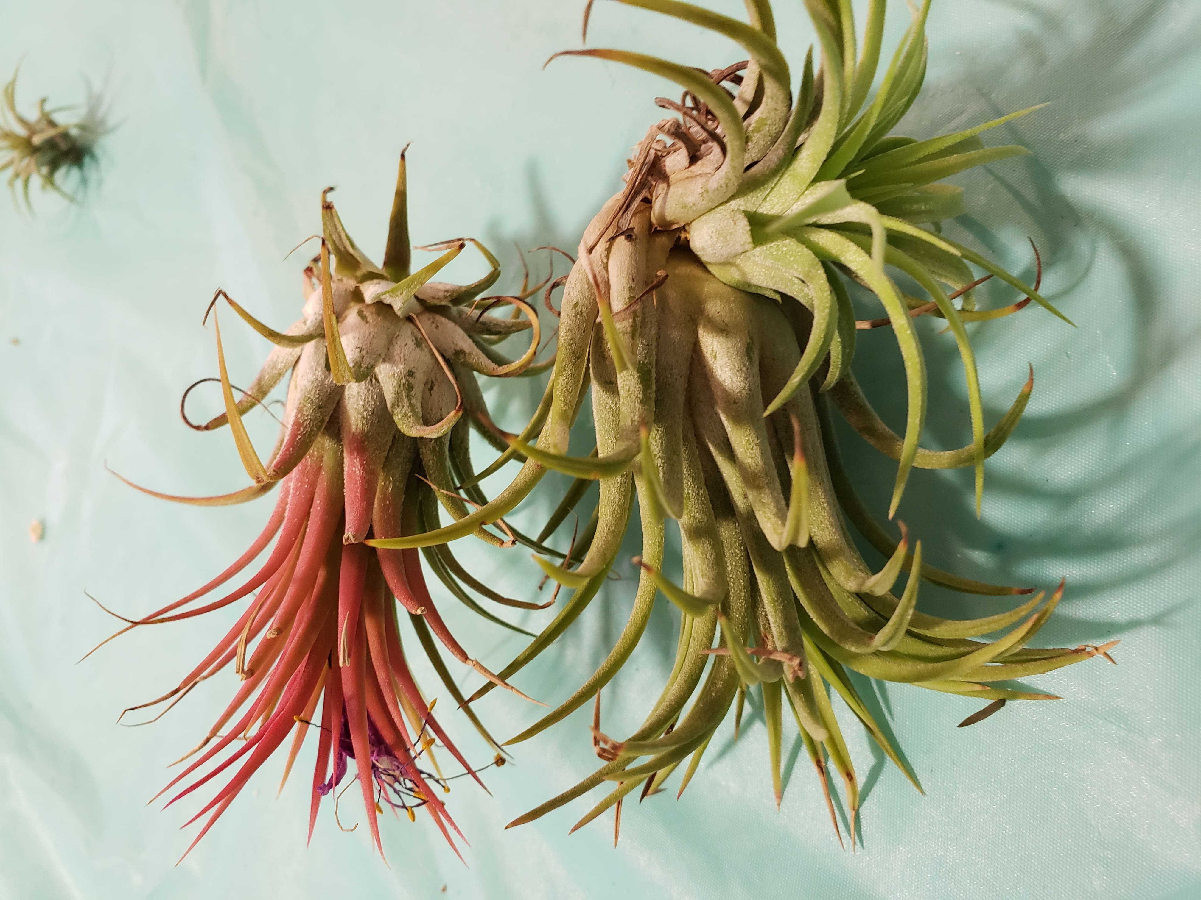Jellyfish Air Plant