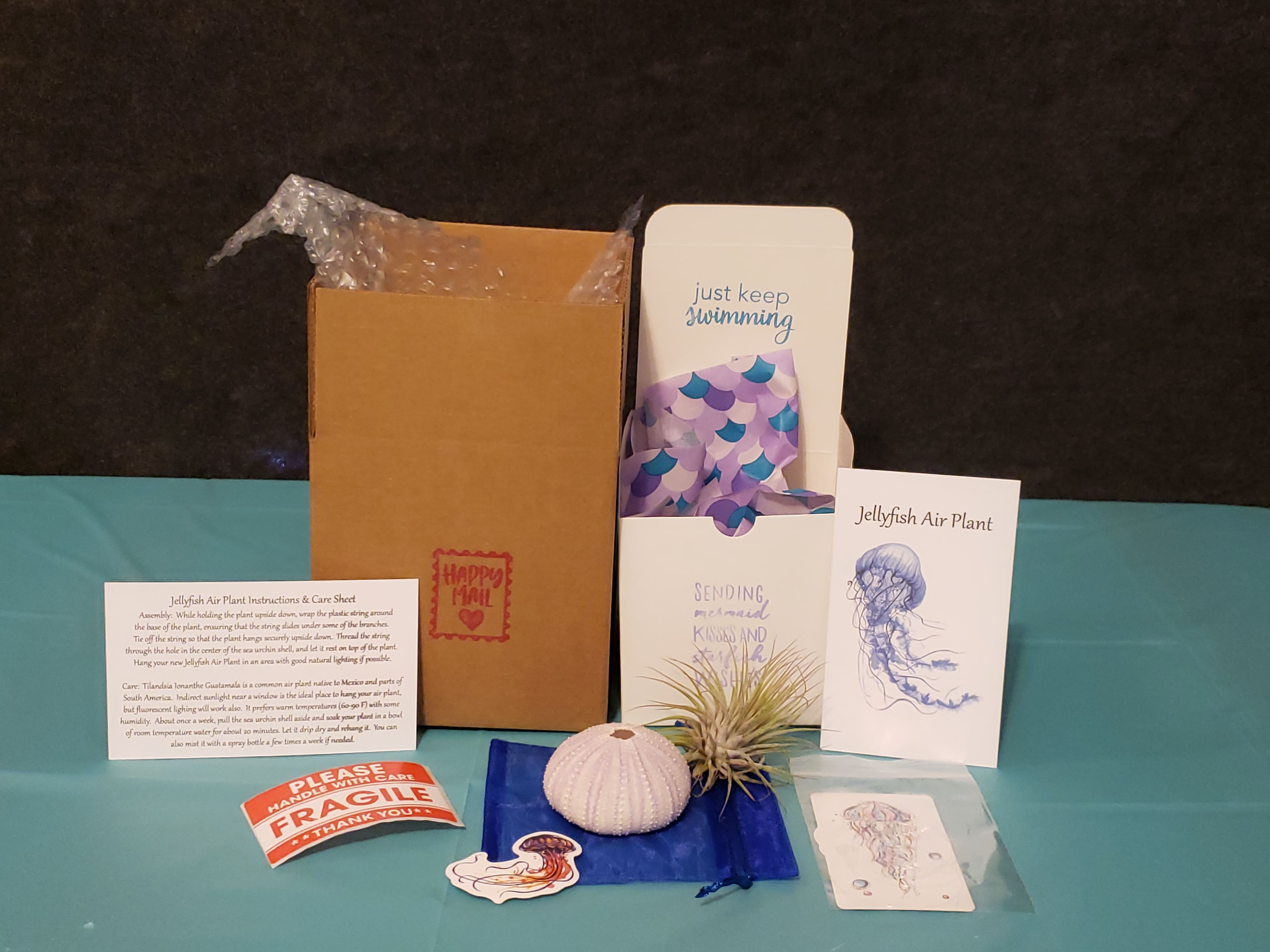 Jellyfish Air Plant