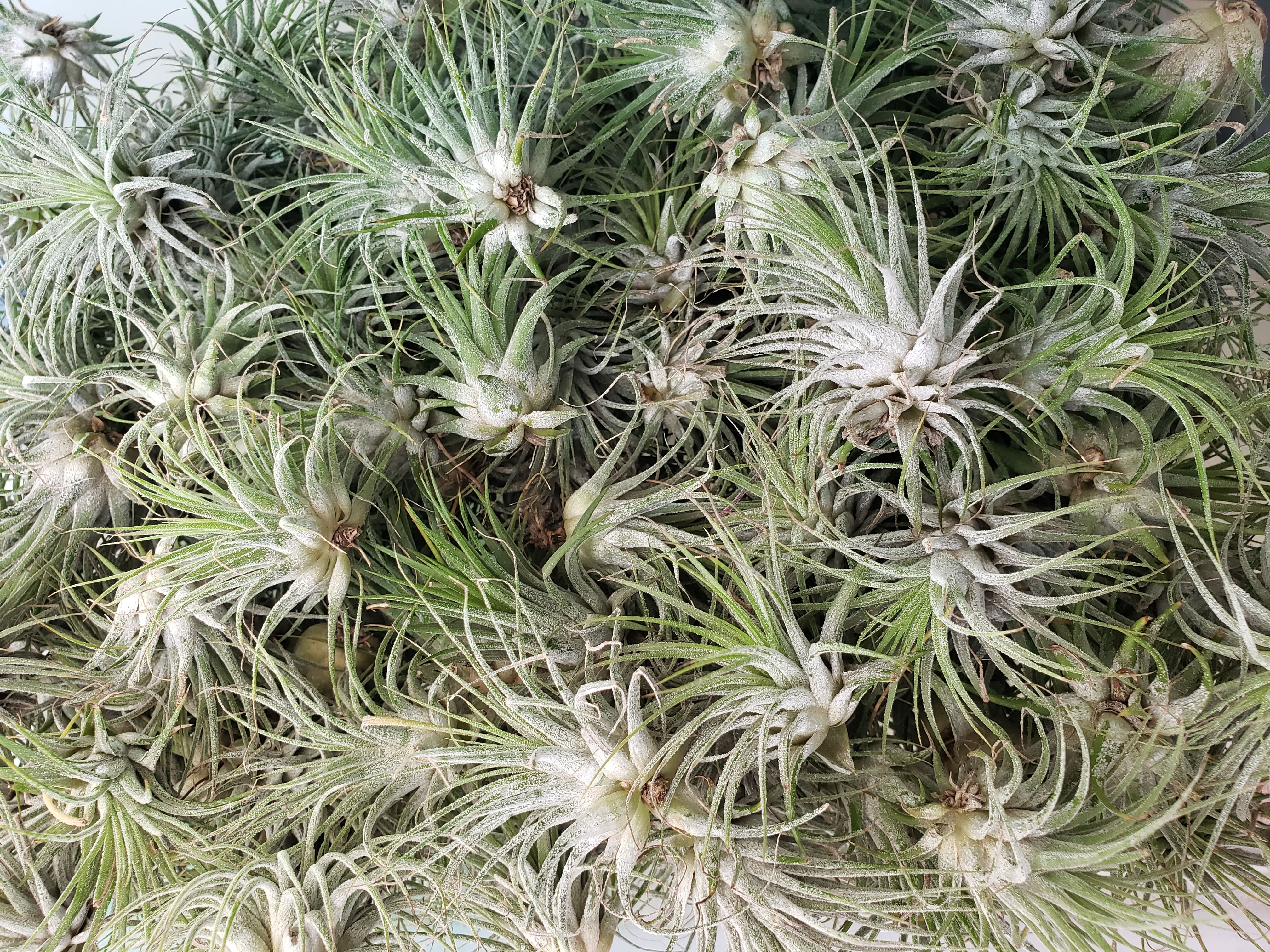 Jellyfish Air Plant