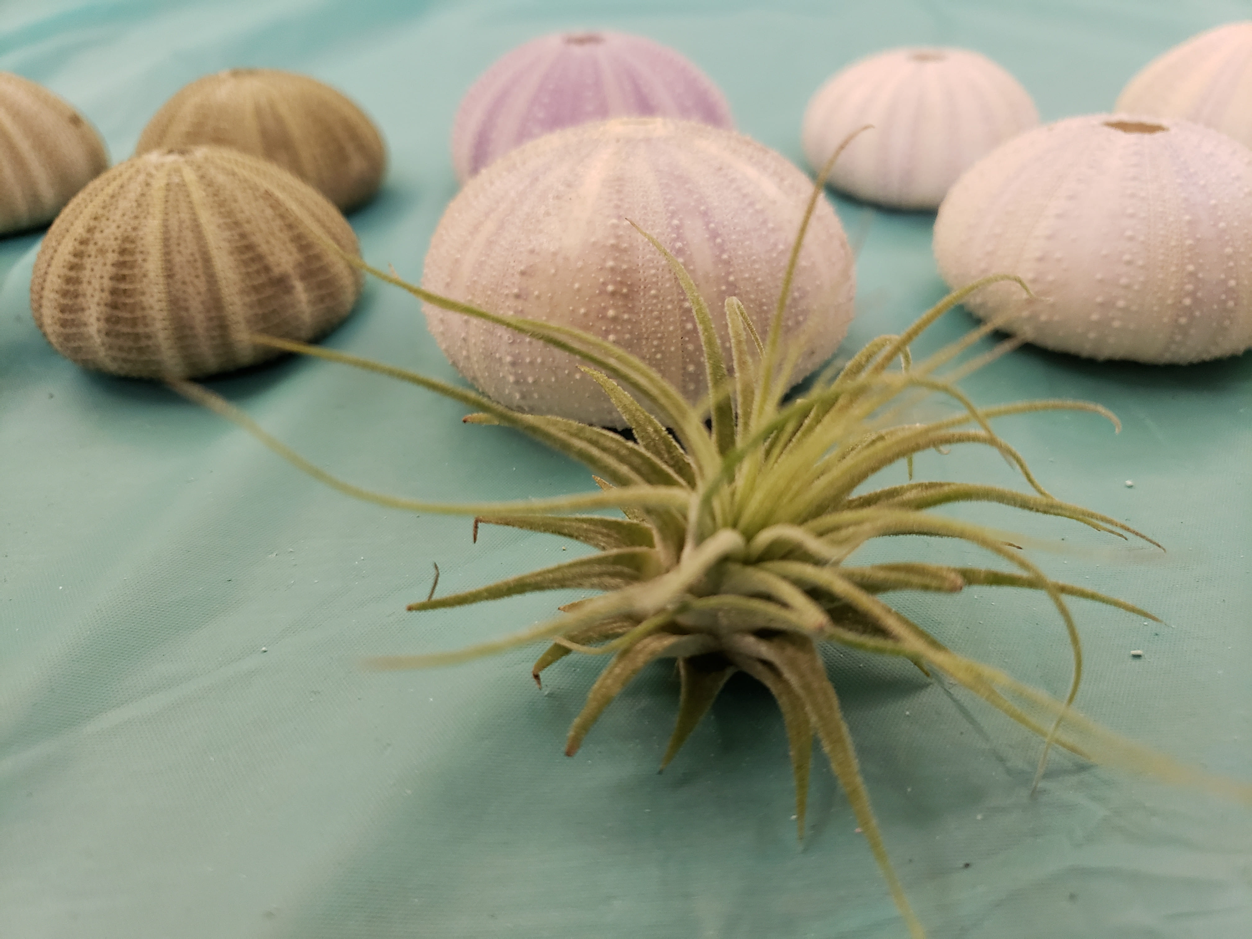 Jellyfish Air Plant