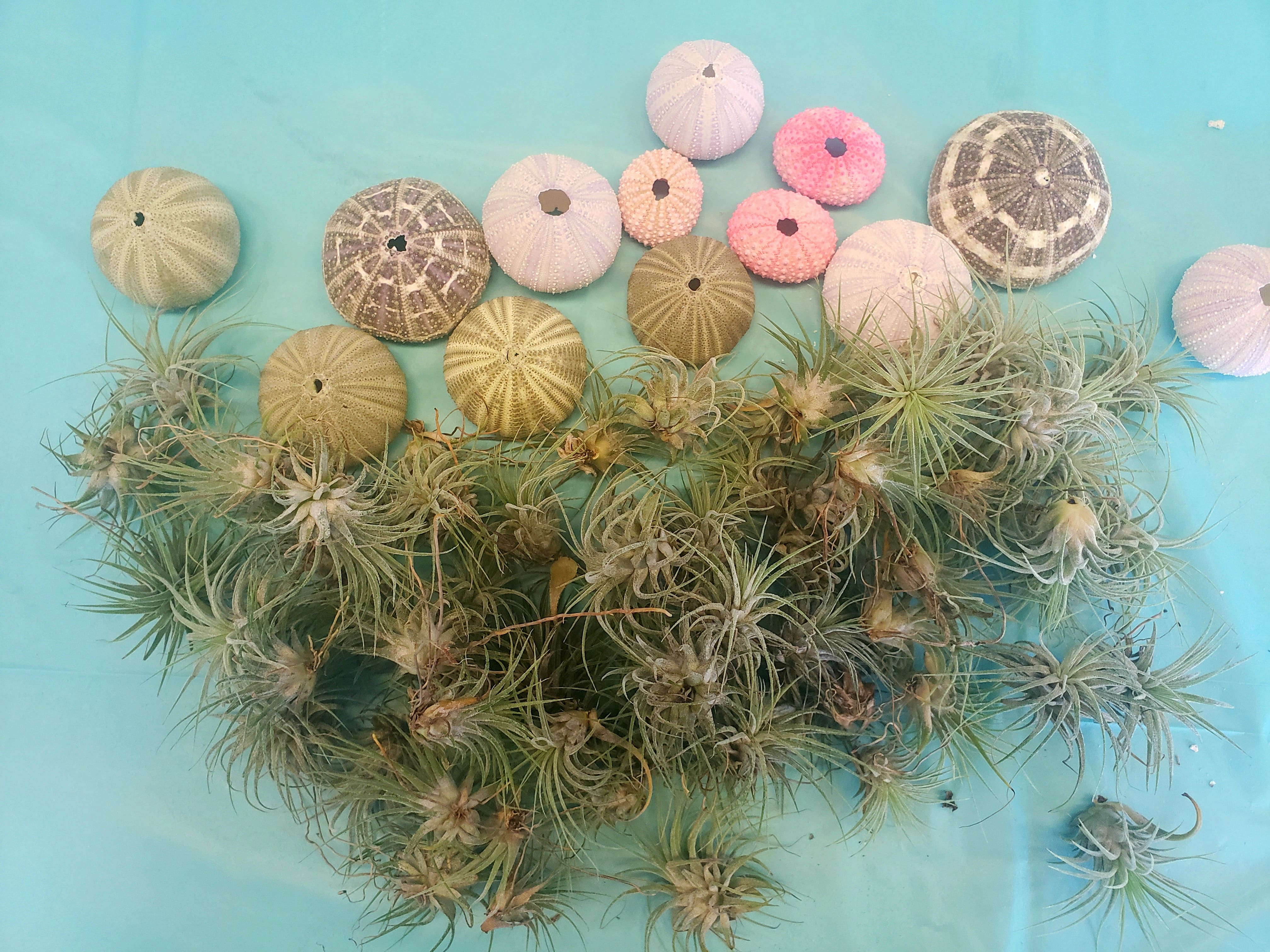 Jellyfish Air Plant
