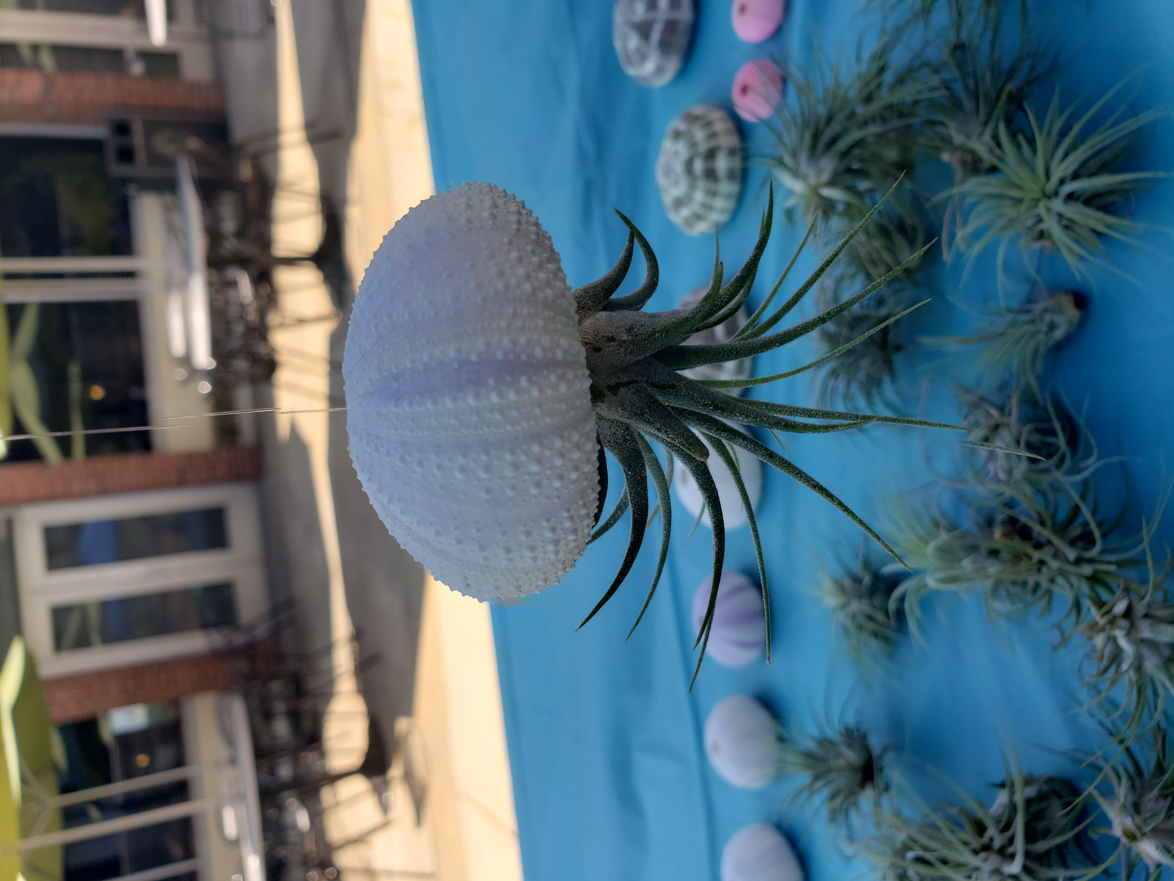 Jellyfish Air Plant