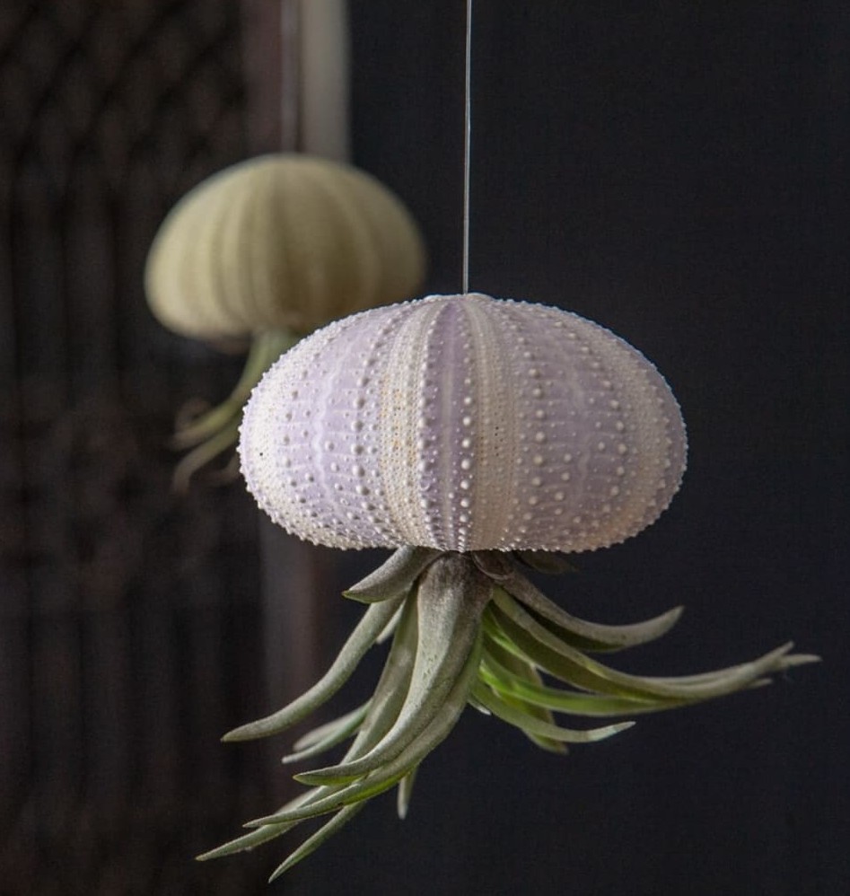Jellyfish Air Plant